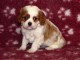 Magnifique et adorable chiot cavalier king charles 