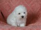 Magnifique et adorable chiot coton de tulear