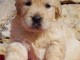 Magnifique et adorable chiot golden