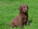 Magnifique et adorable chiot labrador 