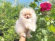 Magnifique et adorable chiot spitz nain