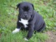 Magnifique et adorable chiot american stafforshire bull terrier  