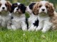 CHIOTS CAVALIER KING CHARLES