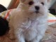   A DONNER Chiot Bichon Maltais FEMELLE