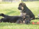 Offre chiots berger allemand ancien type