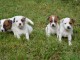 chiots jack Russell non LOF né le 2021 pour adoption