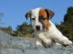 Magnifiques chiots jack russel 4 femelles / 3 males