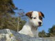 Chiots jack russel mâles et femelles non lof