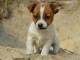 Chiots jack russel femelle non lof a donner