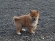 Donation Chiots shiba inu mâle et femelle