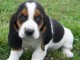 chiot chiot basset hound trois mois