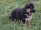 Donne chiot type Berger allemand 