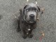 Donne chiot type Cane corso