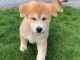 chiot Akita inu a donner