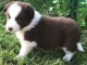 chiots Border collie lof a donner