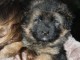 chiot berger allemand trois mois