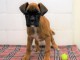 chiot boxer trois mois