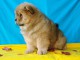 chiot cocker-americain trois mois