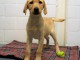 chiot golden-retriever trois mois