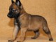 chiot malinois trois mois