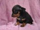 chiot chiot pinscher-nain trois mois