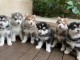 magnifiques Chiots Husky Sibérien LOF 1 mâle et femelles