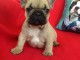 À donner chiot bouledogue français femelle rouge fauve