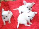 Donne sublime chiot chihuahua