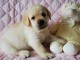 Chiots golden retriever femelle & mâle  6 chiots a donner