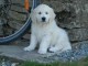 Chiots golden retriever femelle & mâle  6 chiots a donner