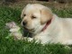 Chiots golden retriever femelle & mâle  6 chiots a donner