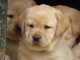 chiots golden retriever LOF Portée de 6 chiots : 3 mâles et 3 fem