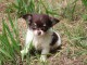 Magnifiques bébés chihuahua non LOF sur une portée de 4 chiots