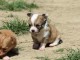 Donner chiot bébés chihuahua femelle