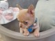 Adorable Chiot type chihuahua