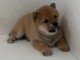 chiot Shiba inu lof a donner