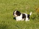 Chiots Cavaliers King Charles LOF a donner