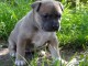 Chiot american staffordshire terrier lof a donner