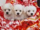 3,magnifiques chiots Bichon havanais de trois mois donner