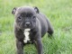 chiot Staffordshire Bull Terrie trois mois