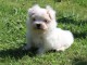 chiot Bichon Maltais LOF a donner