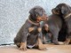 Magnifique chiots dobermann a donner