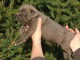 chiots cane corso lof a donner