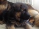 chiots berger allemand