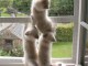 Nous vous proposons 4 magnifiques chatons sacrés de Birmanie