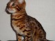 Particulier Vends chaton bengal (femelle) agée de 2 mois