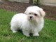 Chiots bichon maltais femelle pour adoption