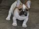 Chiot bouledogue français couleur particuliere