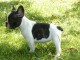 Chiot bouledogue français couleur particuliere