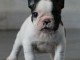 Chiot bouledogue français couleur particuliere